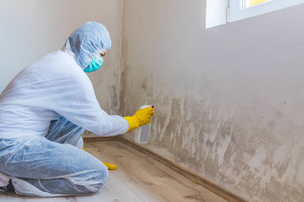 Licensed Black Mold Removal service in Hillsborough, NJ - WQB Mold Removal