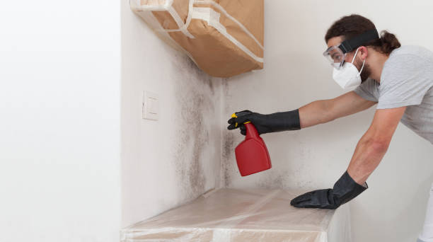 Professional Black Mold Removal technician working in Hillsborough, NJ