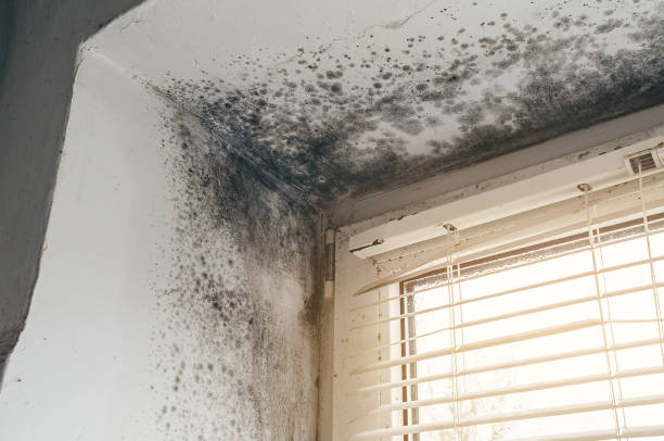Affordable Black Mold Removal solutions in Hillsborough, NJ